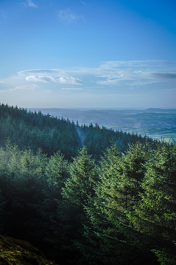 Landscape, Nature, Trees, Mountains, Fir-Trees, Horizon, Forest HD phone wallpaper