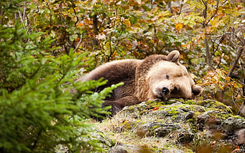 Animals, Grass, Stones, To Lie Down, Lie, Bear, Moss HD wallpaper