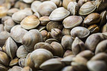 Shellfish trade, Europe and Asia, Gastronomic delicacy, Global demand HD wallpaper