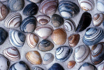 Clam Shells, sand, ocean, beach HD wallpaper