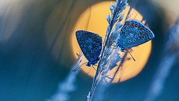 Butterflies, night, insects, resting, moon, wings HD wallpaper