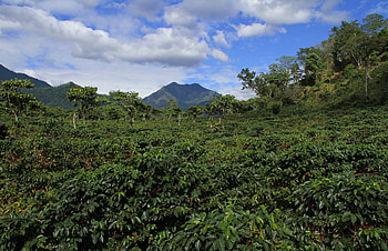 Guatemala coffee, Coffee recommendations, Bunaa coffee, Guatemala information HD wallpaper
