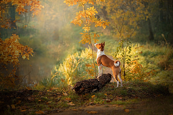Beauty of autumn, Log, Trees, Grass, Dog, Ponytail, Looking, Light HD wallpaper