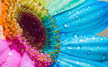 Flower, Macro, Multicolored, Motley, Petals HD wallpaper
