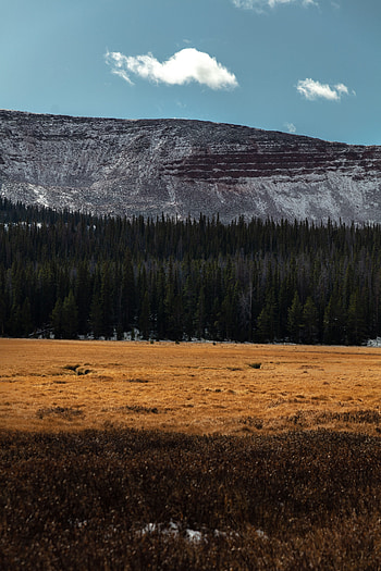 Landscape, Nature, Trees, Mountain, Coniferous, Forest HD phone wallpaper