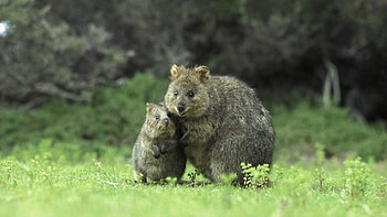Australian wildlife, Animal , Cute creatures, Breathtaking graphy HD wallpaper