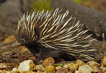 Echidna ecosystem engineers, Digging creatures, Australian landscape, Environmental importance HD wallpaper