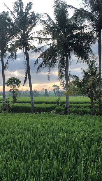 Pin di Bali, Inspiring visuals, Island inspiration, Captivating beauty HD phone wallpaper