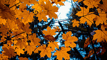 Maple leaves, Yellow tree branch, Autumn vibes HD wallpaper