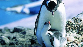Penguin, Numerous , Stunning collection, Visual extravaganza HD wallpaper