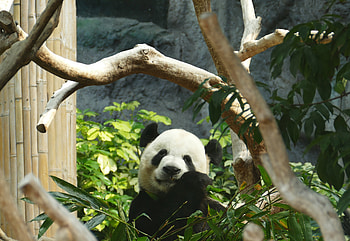 Animals, Wood, Tree, Bamboo, Panda HD wallpaper