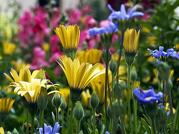 field of flowers, summer, colorful, flowers, field HD wallpaper