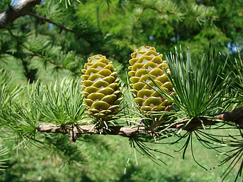 Plants, Trees, Cones, Needle, Pine HD wallpaper