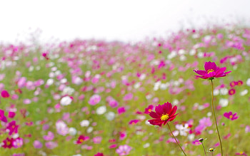 Flowers, Summer, Blur, Smooth, Polyana, Glade, Kosmeya, Cosmos HD wallpaper