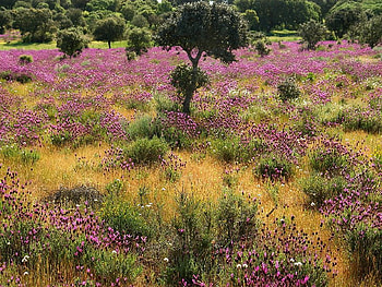 Purple Wild Flower, purple, field, tree, flower HD wallpaper