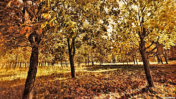 autumn grove r, leaves, trees, autumn, r, grove HD wallpaper