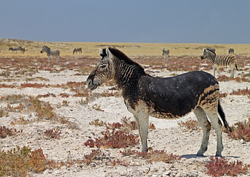 mutant zebra, others, plains, among, alone HD wallpaper