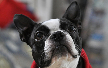 Animals, Muzzle, Eyes, Spotty, Spotted, Ears, French Bulldog HD wallpaper