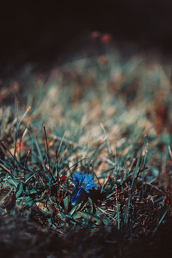 Grass, Flower, Macro, Blur, Smooth HD phone wallpaper