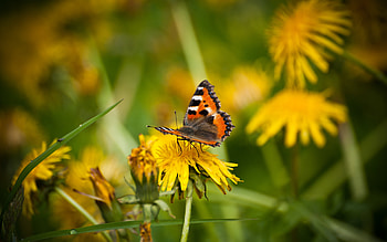 Tortoiseshell Butterfly, animal, tortoiseshell, butterfly, insect HD wallpaper