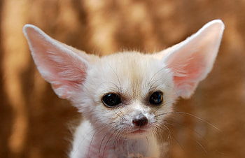 Fox, Animals, Young, Ears, Fenech, Joey HD wallpaper