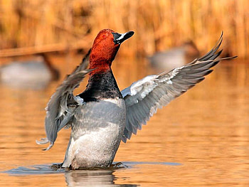 Cool Duck, cool, duck, beautiful HD wallpaper