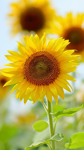 Sunflower , Nature HD phone wallpaper