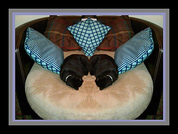 Ragens, chair, cat, double, pillows HD wallpaper