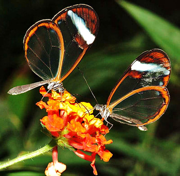 Clear beauty, butterflies, glasswings, feeding, flower, orange, clear HD wallpaper