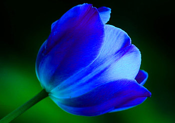 Blue, tulip, black, flower, green HD wallpaper