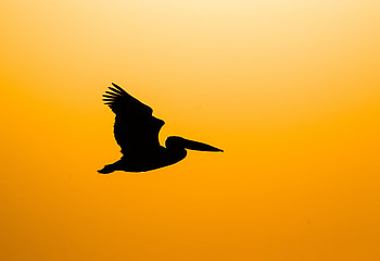 Animals, Dark, Silhouette, Bird, Pelican, Fly HD wallpaper
