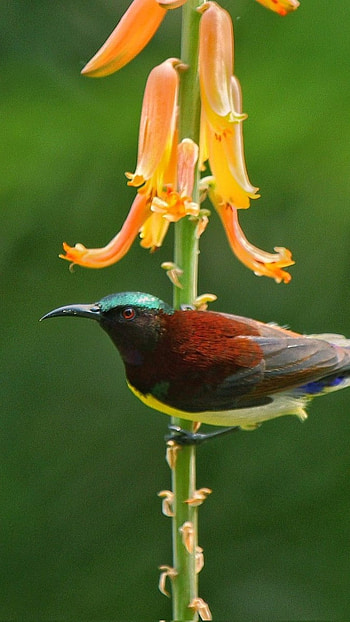 Sunbird, Adorable, Bird HD phone wallpaper