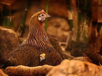 Hidden Chick, cool, hidden, chick HD wallpaper