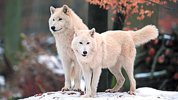 Arctic Wolf, White Wolves, Arctic wonder, Arctic beauty HD wallpaper