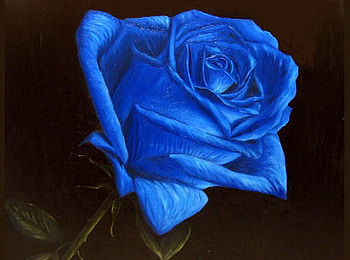 Rose blue, blue, rose, black background, flower, green HD wallpaper