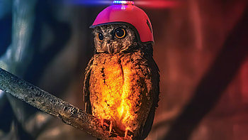 Cop Owl , owl, birds, artist, artwork, digital-art HD wallpaper