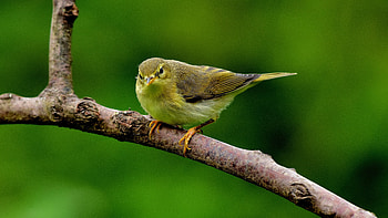 Willow Warbler, branch, animal, bird HD wallpaper