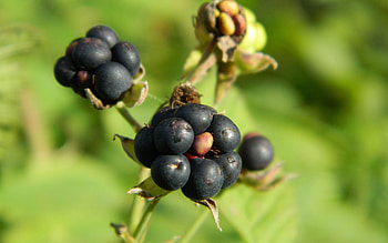 Food, Grass, Berry, Ripe HD wallpaper