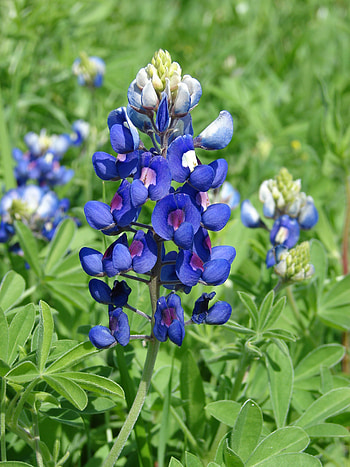 Bluebonnet information, Nature's wonders, Texas wildflowers, Colorful blooms HD phone wallpaper
