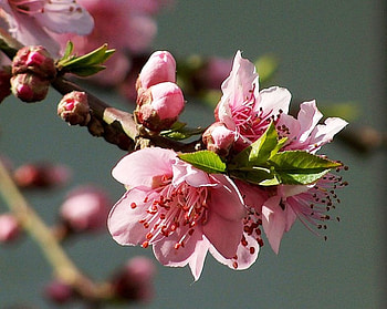 Apple blossom, color, graphy, spring, beauty, pink, delicate, flower, apple, nature, blossom HD wallpaper