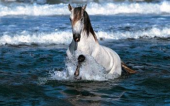 White Mare Running The Water, Animals, White, Water, Mare HD wallpaper