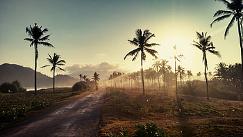 Nature, Sunset, Palms, Road HD wallpaper