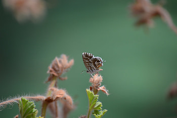 Plant, Macro, Close-Up, Insect, Butterfly HD wallpaper