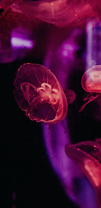 Galaxy S8 , Fascinating jellyfish, Note 8 backgrounds, Q beauty HD phone wallpaper
