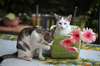 Animals, Cats, Flowers, Basket, Kittens HD wallpaper