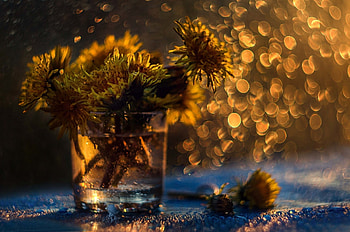 Flower, glass, nature, plants HD wallpaper
