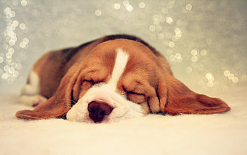 Animals, Dogs HD wallpaper