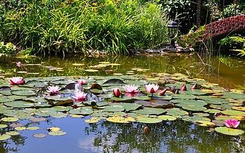 Plants, Landscape, Flowers, Water HD wallpaper