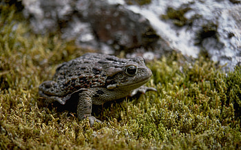 Toad , Eye-catching design, Toad's charm, Nature's allure HD wallpaper