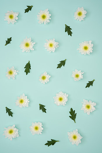 Leaves, Camomile, Minimalism, Chamomile, Pastel HD phone wallpaper